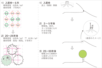図11 -苗木植栽と表土(根株)移植のイメージ