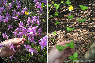 写真 2 大学内の二次林における花期のコバノミツバツツジ(Rhododendron reticulatum D.Don)の着花状況　