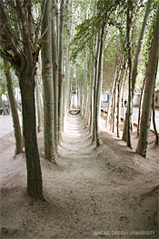 図4-11　カジュガルの木々と水供給用の溝