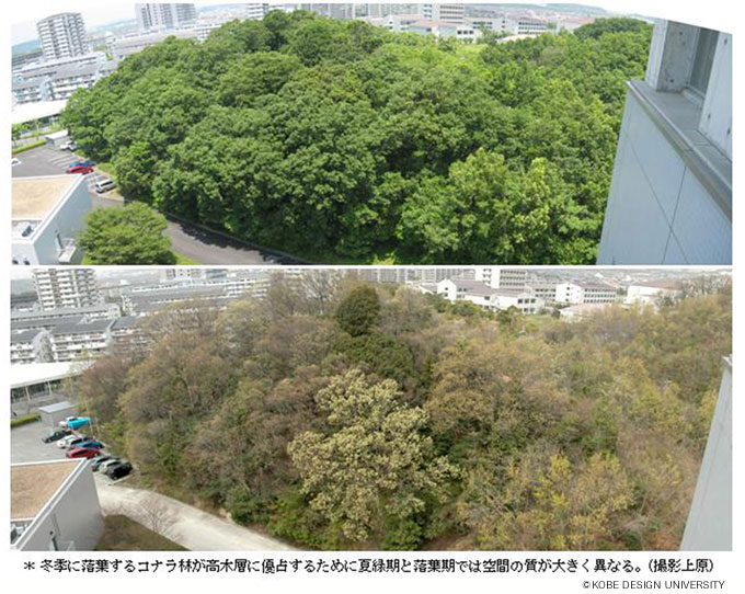 写真2　大学のエントランスに残る二次林の季節変化