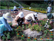 図1-3-1　舞多聞みついけ公園の市民花壇の植替え(写真：都市機構、2007)