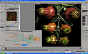 図7　果実部分テクスチャリング