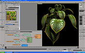 図8　葉部分テクスチャリング