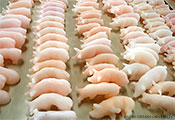 写真22　量産された豚