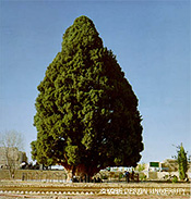 写真10　アパル・クーの糸杉