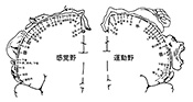 fig.2　感覚皮質と運動皮質における身体の対応部位を示した図